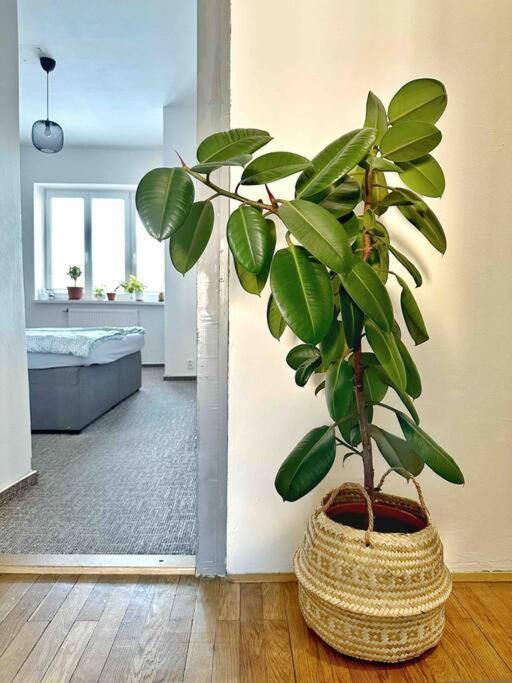 Bright And Central Suite With A Balcony Brno Exterior photo